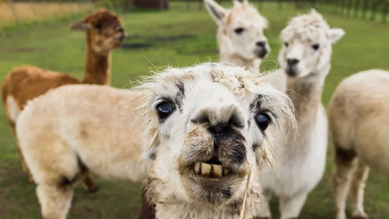150+ Alpaca My Heart Out With These Hilarious Puns!