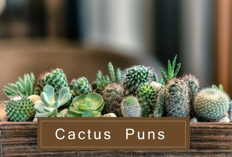 100+ Cactus Puns: A Prickly Guide to Stuck on You