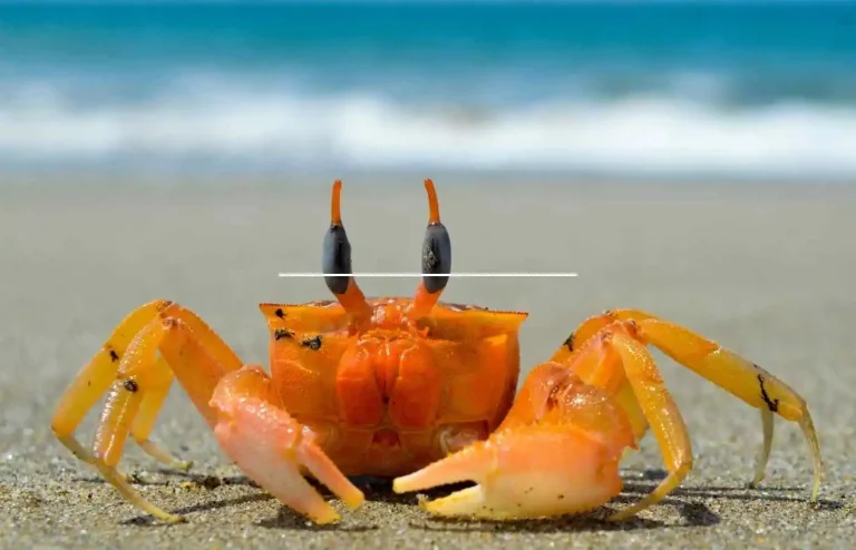 Claws Up for Laughter: A Shell-ebration of Crab Puns