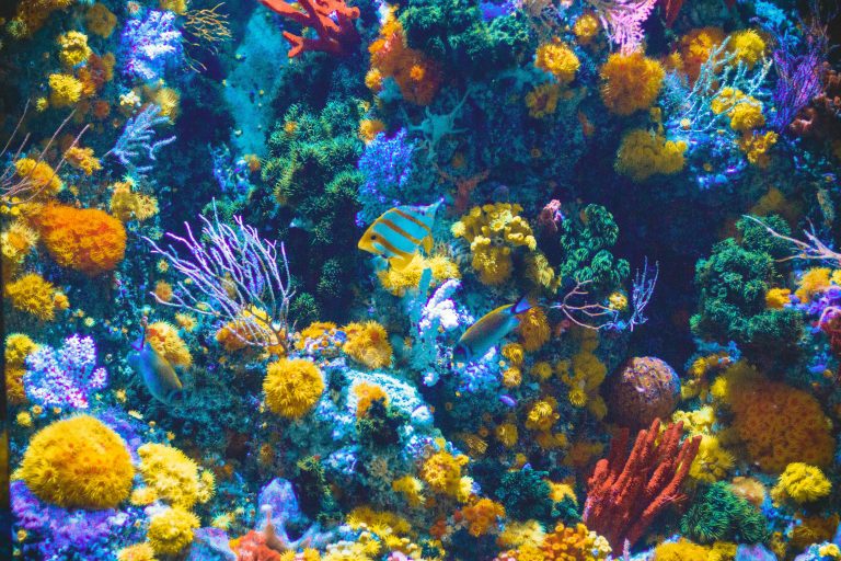 Dive Deep into Laughter: A Coral Reef of Puns, Jokes, and Memes